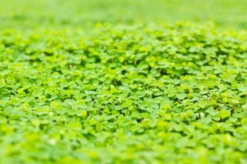 Green clover background Stock Photos