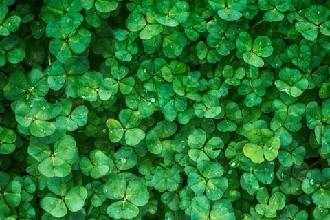 Green clover background Foto stock