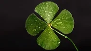 Green Clover Cinemagraph Motion Background Stock Footage