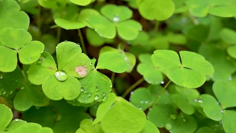 Green clover field with dew drops Stock Footage 341994882