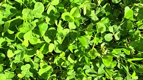 Green Clover Field Panning Close Up Stock Footage 328481958