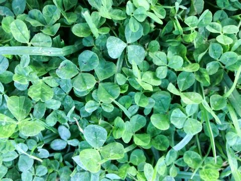 Green clover field Stock Photos