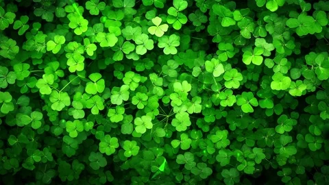 Green clover. Green leaves pattern, leaf Shamrock or water clover background. Vídeo Stock 294440857