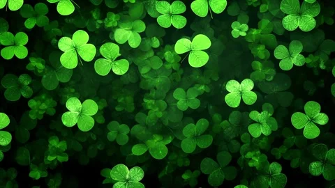 Green clover. Green leaves pattern, leaf Shamrock or water clover background. Stock Footage 294440933