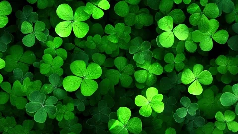 Green clover. Green leaves pattern, leaf Shamrock or water clover background. Stock Footage 294440953