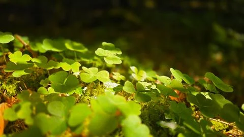 Green clover in green moss by scattered light under the canopy of trees. Natural Stock Photos