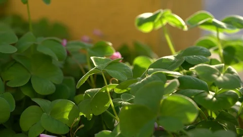 Green clover leaf for background and St. Patrick's Day background Stock Footage 127800287