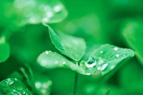 Green clover leaf closeup with dew drop on green natural backdrop. A shamrock is Stock Photos
