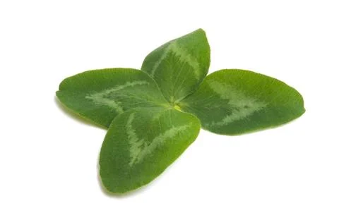 Green clover leaf isolated Stock Photos
