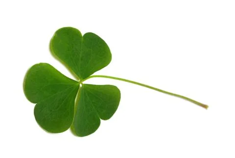 Green clover leaf Stock Photos