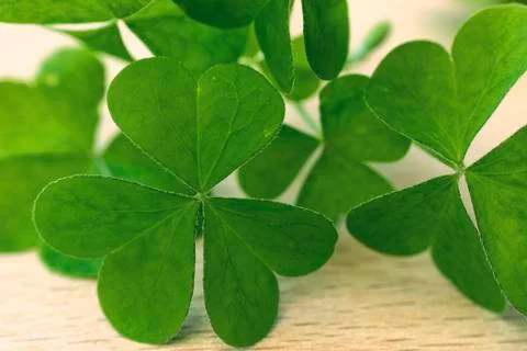 Green clover leaf Stock Photos