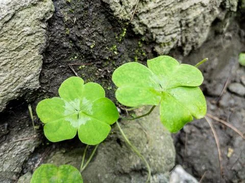 Green Clover Leaf Stock Photos
