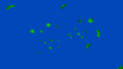 Green clover leaf (Shamrock Background) V2 - seamless loop, blue screen Stock Footage 84394716
