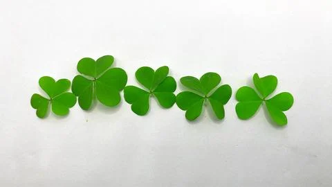Green clover leaf on a white background Stock Photos