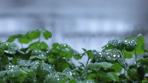 Green Clover Leaves Background Video stock 95640769
