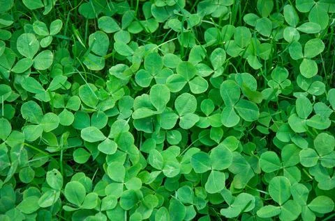Green clover leaves pattern on lawn top view Stock Photos
