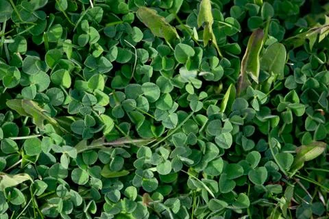 Green Clover Leaves Stock Photos