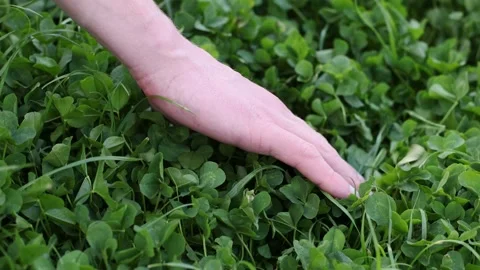 Green clover. Mans hand touching fresh green clover. 4K. Stock Footage 198737640