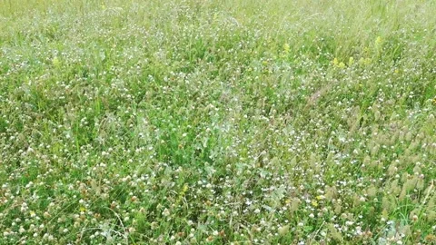 Green clover meadow waving in summer wind 動画素材 343459939