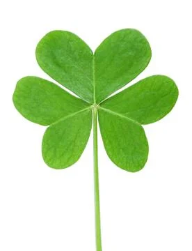 Green clover Stock Photos