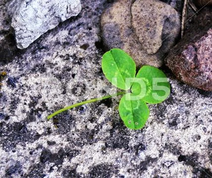 Green clover Stock Photos