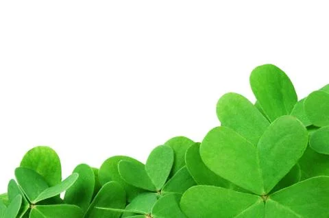 Green clover Stock Photos