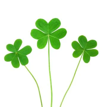 Green clover Fotos de archivo