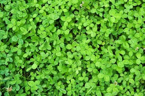 Green clover Stock Photos