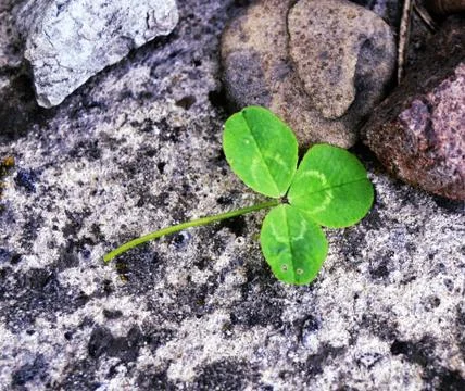 Green clover Stock Photos