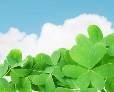 Green clover Fotos Stock