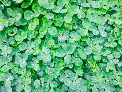 Green Clover Stock Photos