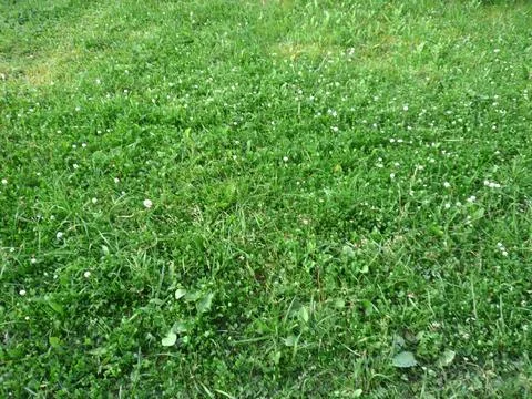 Green clover Stock Photos