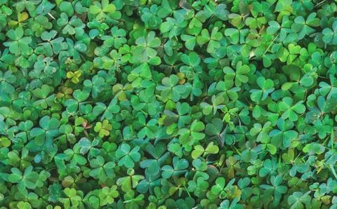 Green Clover texture Foto stock