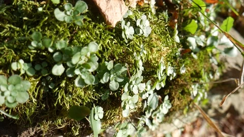 Green clovers on a mossy patch Vídeo Stock 141765582