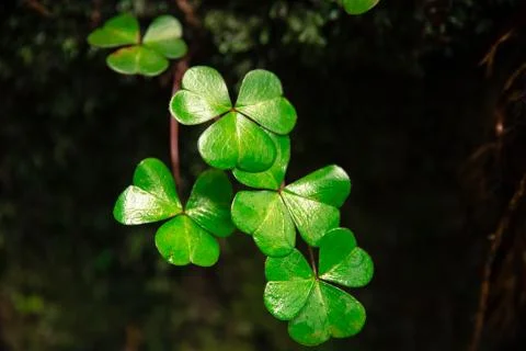 Green Clovers Stock Photos
