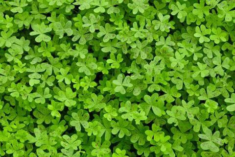 Green Clovers Stock Photos