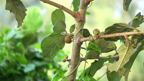 Green cluster fig on tree. Stockbeeldmateriaal 319060393
