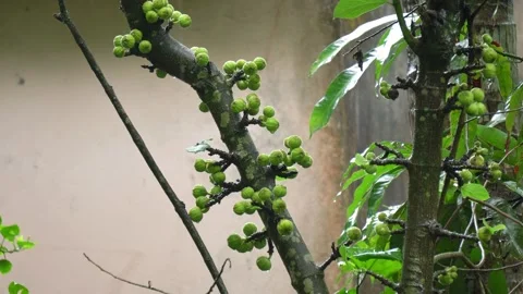 Green Cluster Figs Growing Directly on Tree Branch Wild Ficus Racemosa Close Up. Stock Footage 338030233