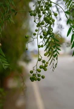 Green clusters dangle gracefully from a tree near a quiet suburban road in .. Stock Photos
