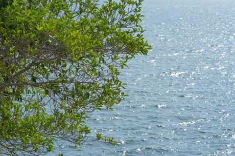 Green coastal tree branches framing sparkling tropical seawater. Peaceful n.. Stock Photos