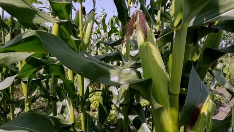 Green cob of corn in the wind Video stock 169687786