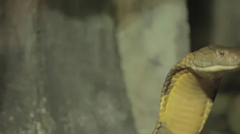 Green cobra surveys -ext -CC Video stock 24631492