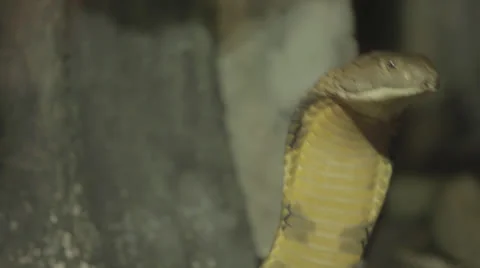 Green cobra surveys -ext Stock Footage 24631607