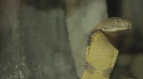 Green cobra surveys Stock Footage 24337692