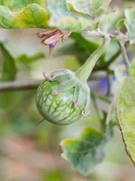 Green Cockroach berry on tree Stock Photos