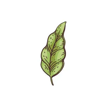 Green cocoa leaf drawing isolated on white background. Stock Illustration