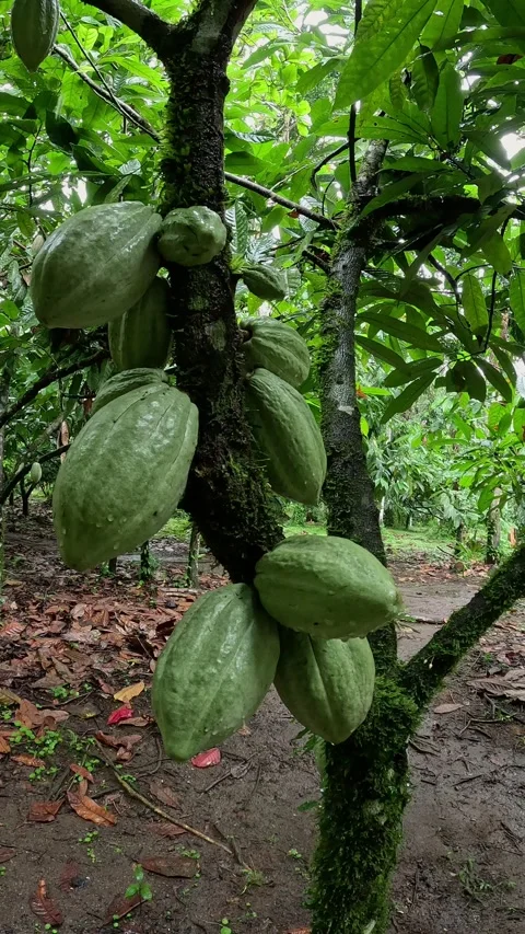 Green cocoa seeds Stock Footage 294823482