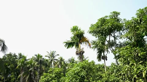 Green coconut and mango tree view with sky Stock Footage 293516252