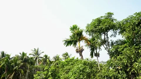 Green coconut and mango tree view Stock Footage 293516325