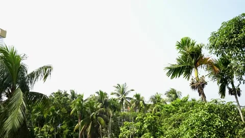 Green coconut on the betel nut tree Stock Footage 293516341